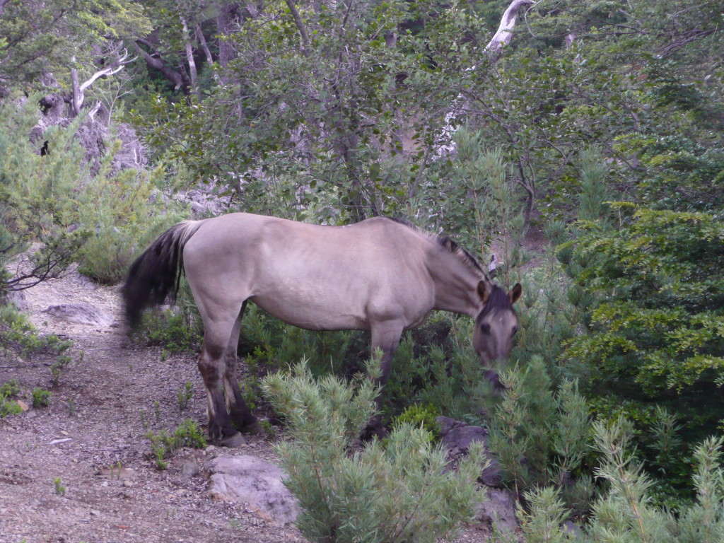 Horse invades campsite!  