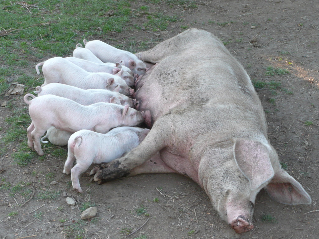 Piggies!