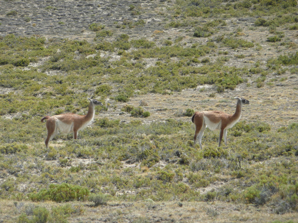 Guanaco's