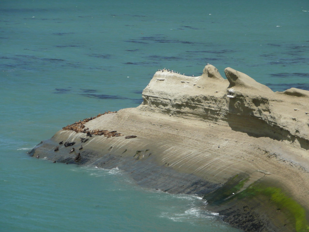 Sea Lion colony
