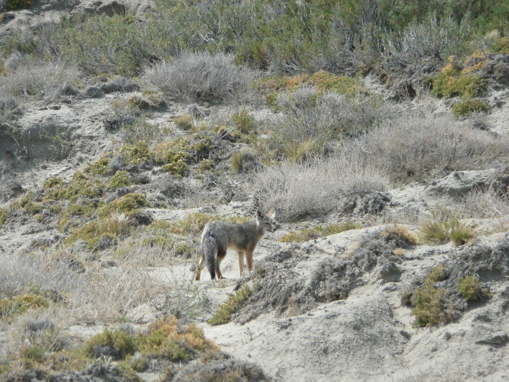 Patagonian Grey Fox