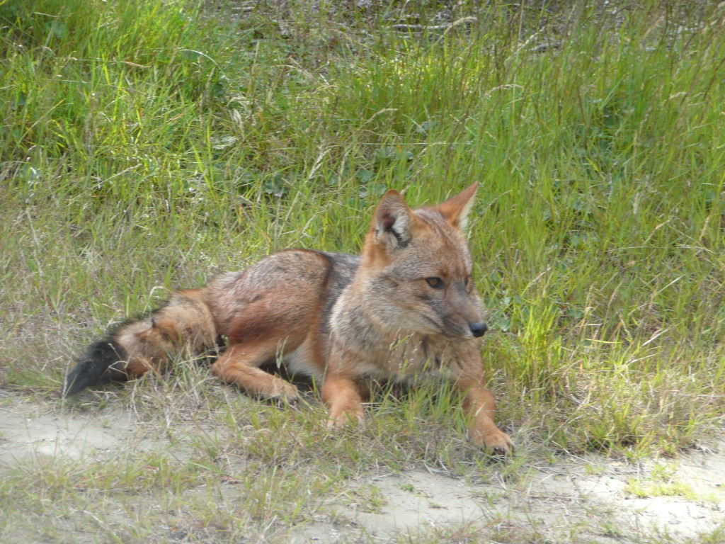 Fuegan red fox