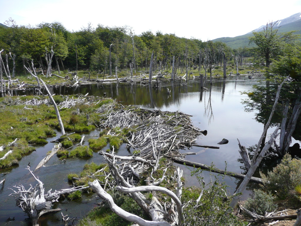 Beaver dam