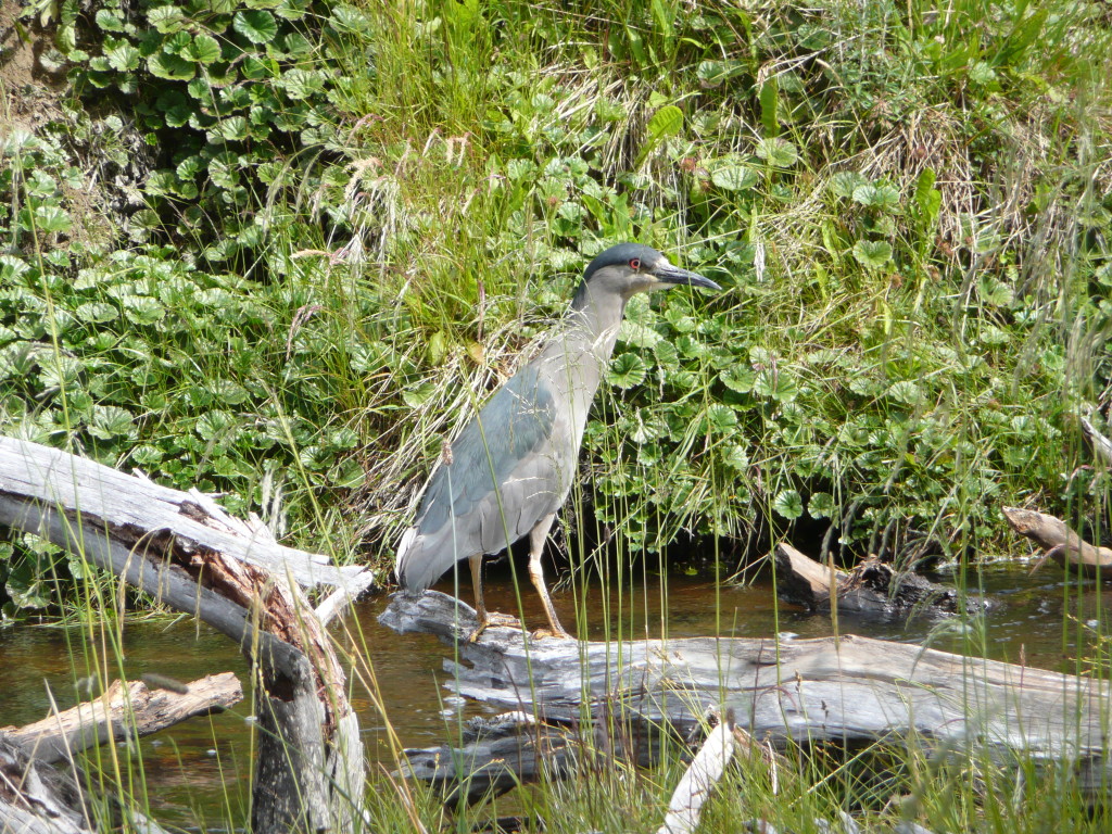 Beautiful bird watching in Tierra del Fuego NP. Had one eye on us all the time!