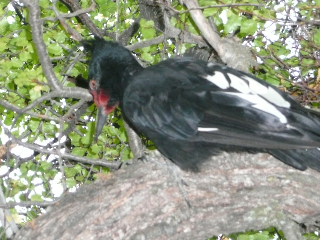 Large woodpecker, not worried about us getting up close and personal, just hammering away.
