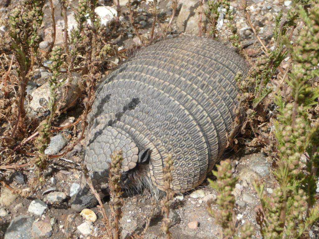 We saw this Armadillo cross the road and took a while to find it as they camouflage quite well with their leather armor
