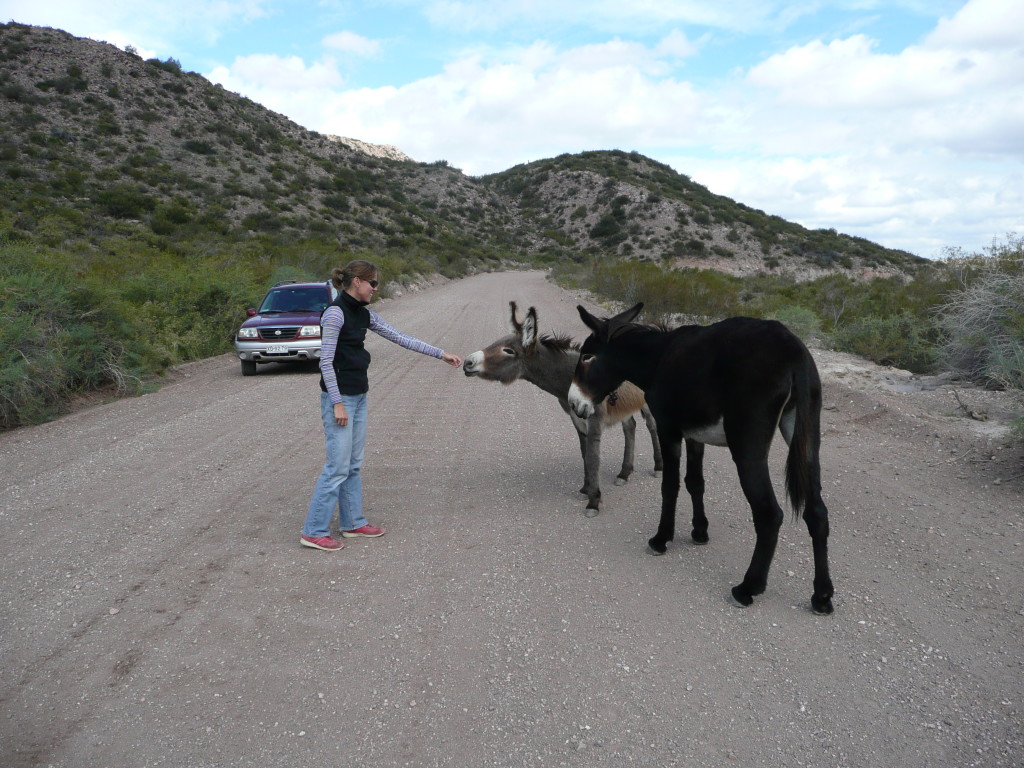 Julia getting acquinted with her latest 'project', she is very compassionate about the needy animals we encounter on a daily basis