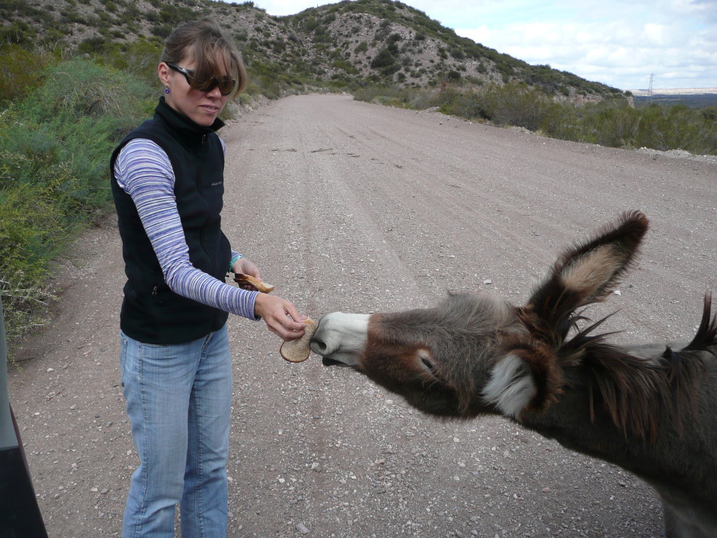 Julia giving our food supplies away to a hungry donkey family