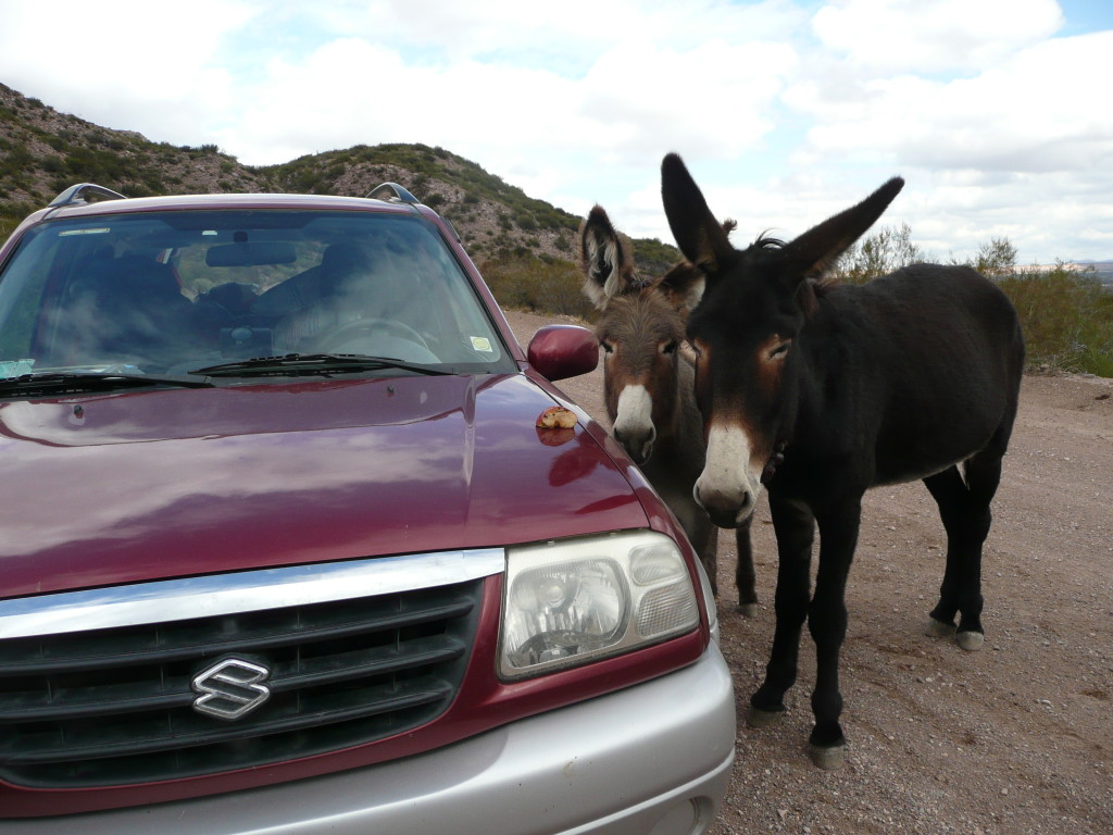 The Suzuki with some added donkey power