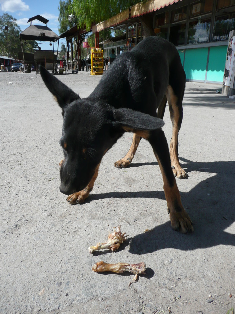 Another day, another dog to feed. He got Richard's asado leftovers.