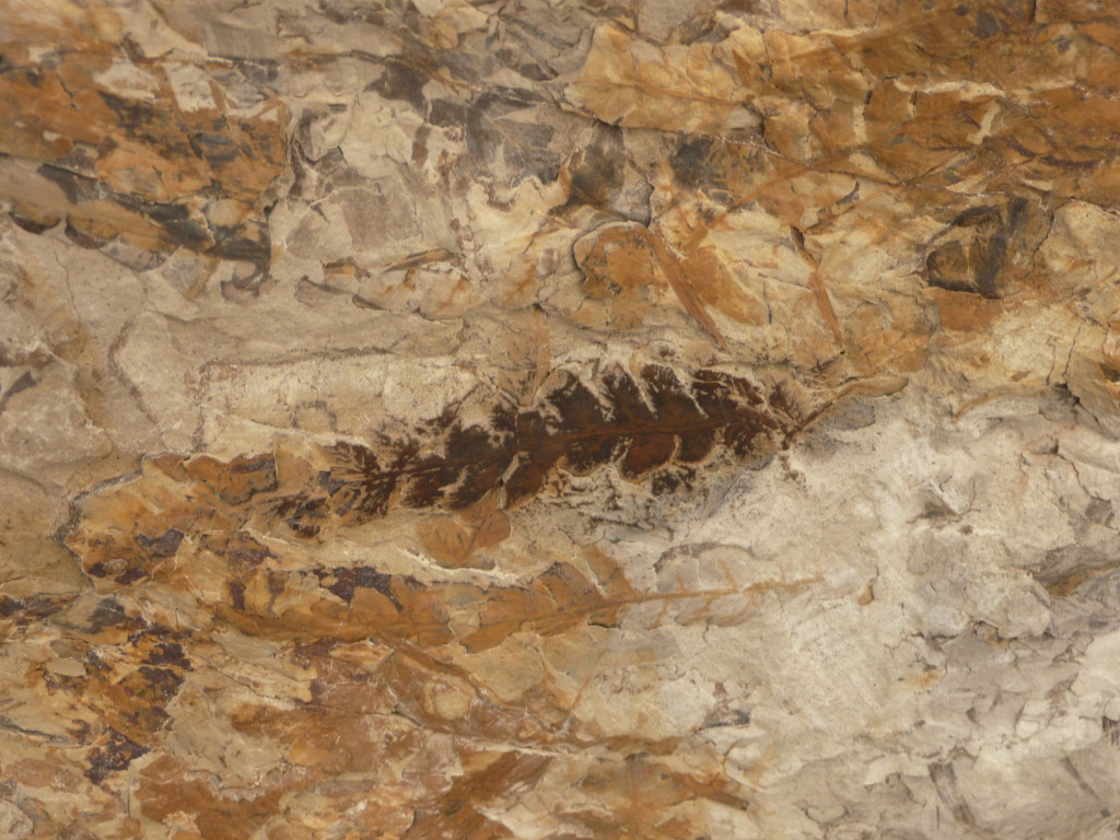 A fossil.