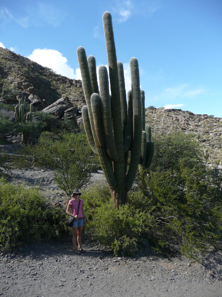 Massive cactus plant at Quilmes ruins.