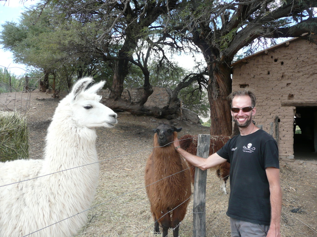 Llamas!
