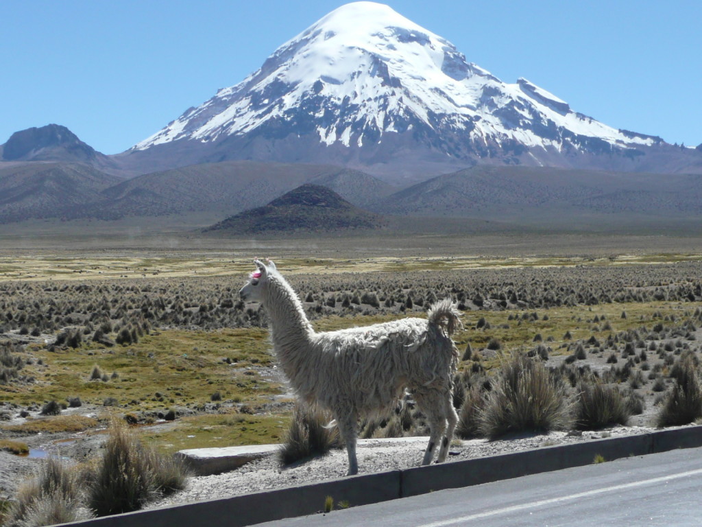 It doesn't get more Bolivian than this: Llama with fluffy red earrings, altiplano and volcano