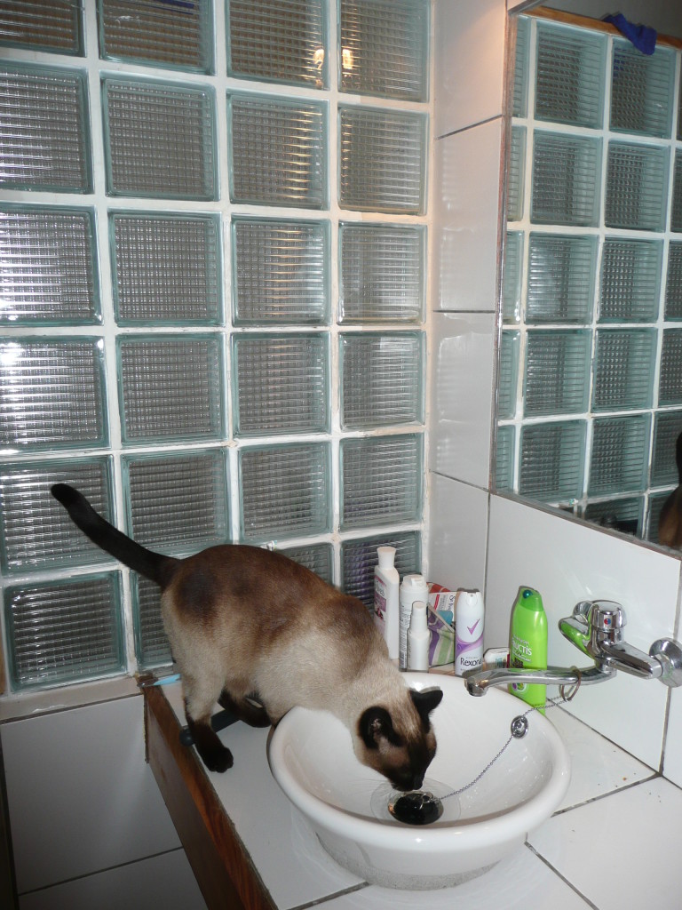This is our cat, loves to hang out with us and according to Julia loves the songs from Jess Chambers