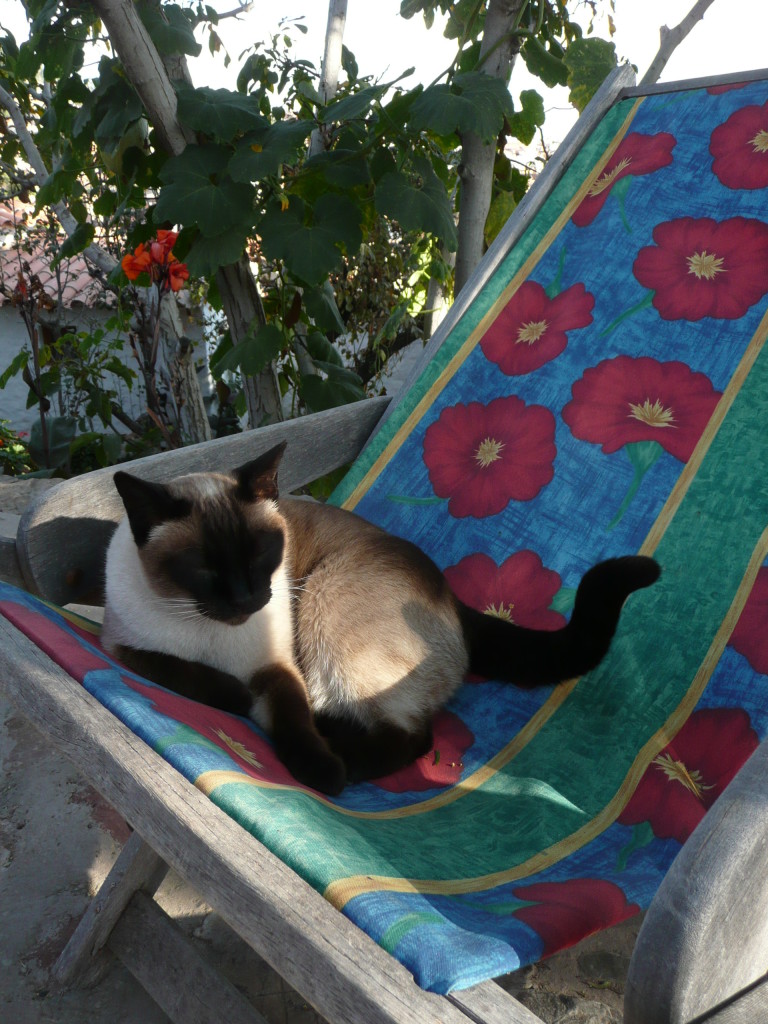 We loved the cat. He came with us everywhere around the hostel, and even slept on my bed.