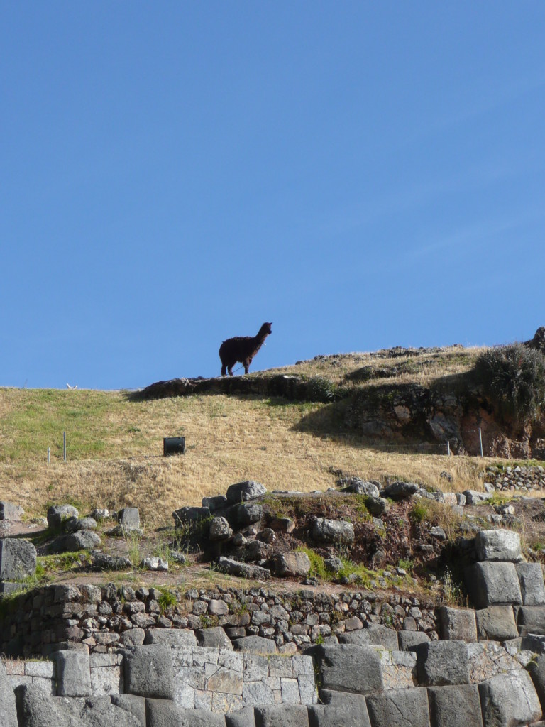 Llmas are used to keep the grounds maintained on the ruins.