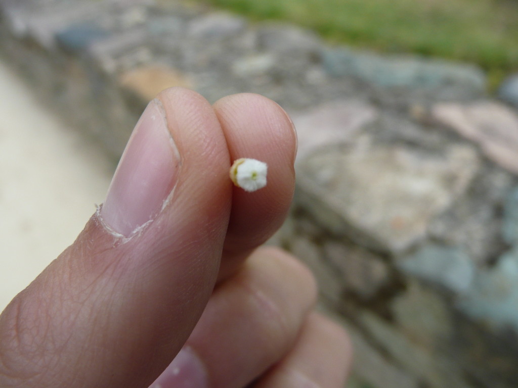 This!  An Incan studded earring!