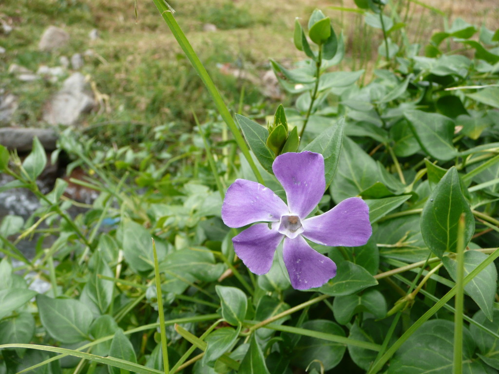 Our guide showed us how to make Incan earrings.  First find a flower like this one.  Secondly, take off the petals.  And then you have...