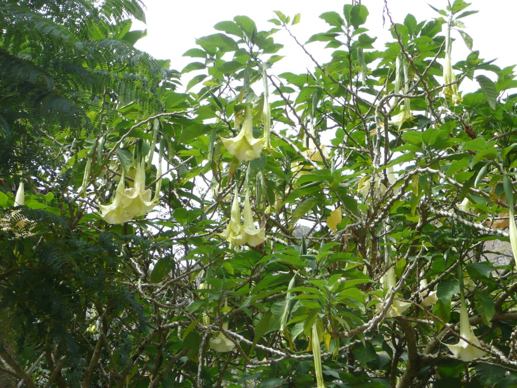 Beautiful tree with big hanging flowers.