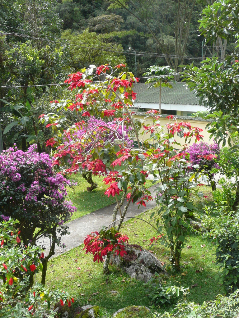 Looks like poinsettia which we get as a plant in NZ and NL, but here it's a whole tree!