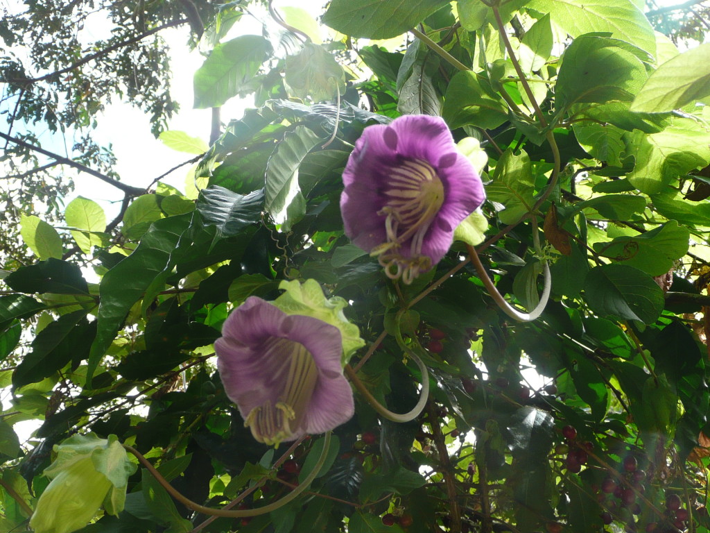 P1100177