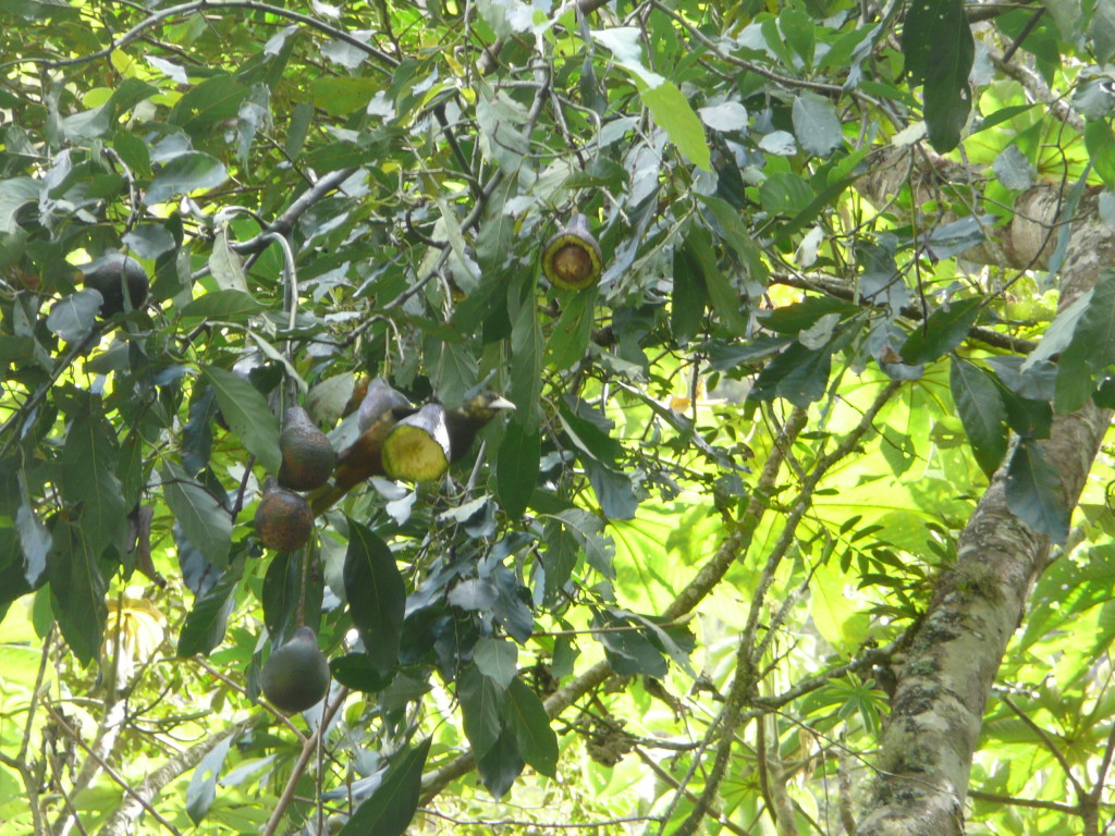 Giant avocado tree.  Avocadoes are readily available in this area.  Same for bananas!