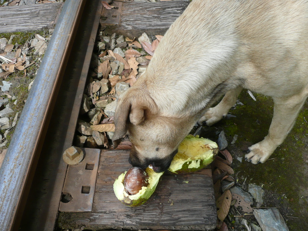 The dog found a giant avocado (look at the size of the pip) which we broke open for him to eat.