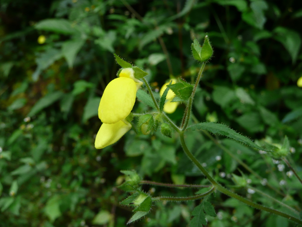 P1100242