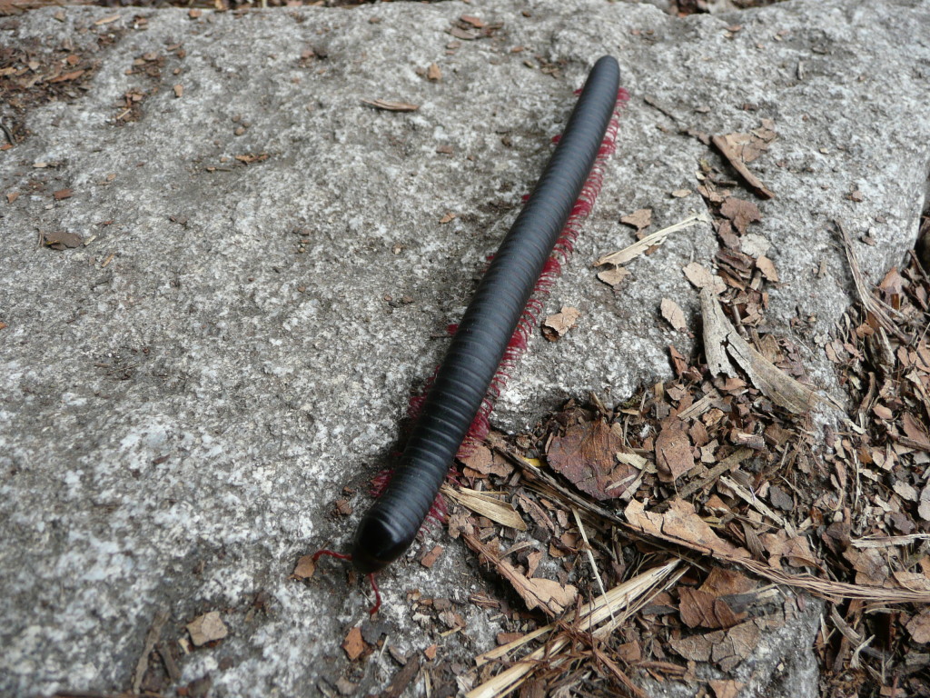Millipede