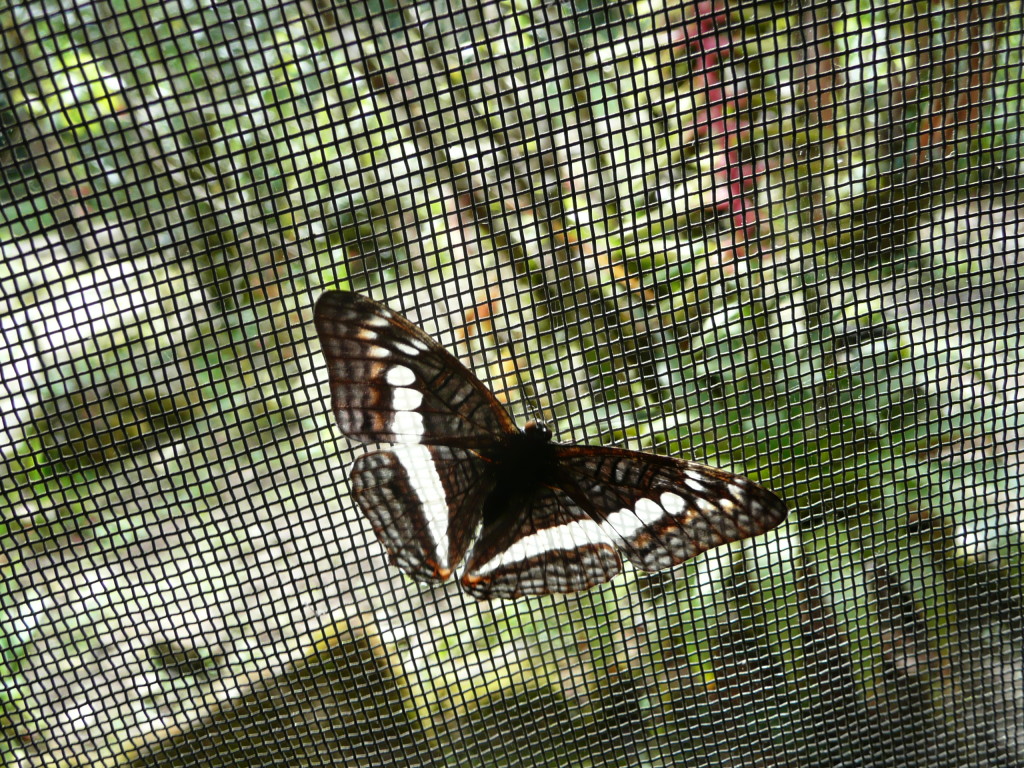 P1100423