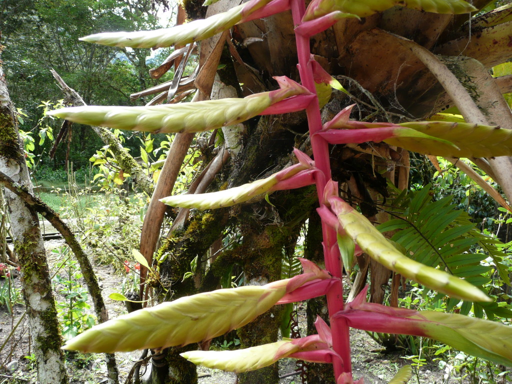 I really liked looking at all the different flowers and plants on this side of the valley.  Being  in cloud forest and so close to the jungle you get to see a whole range of plant life.