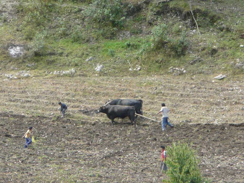 One of the ox teams plowing a field.