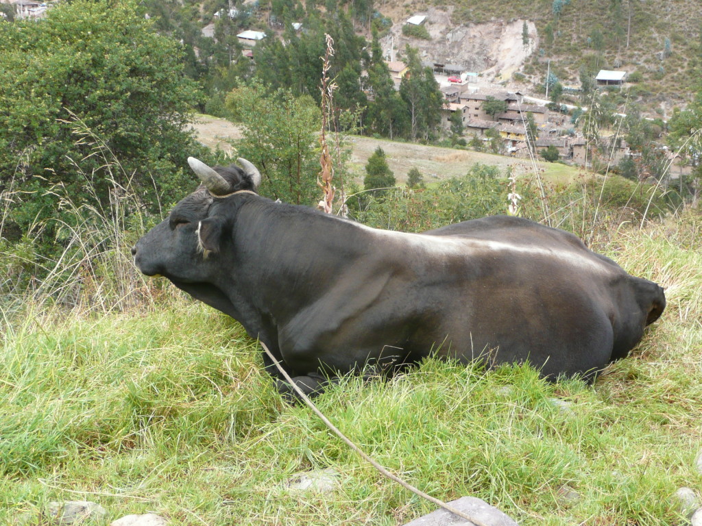 Ox on smoko