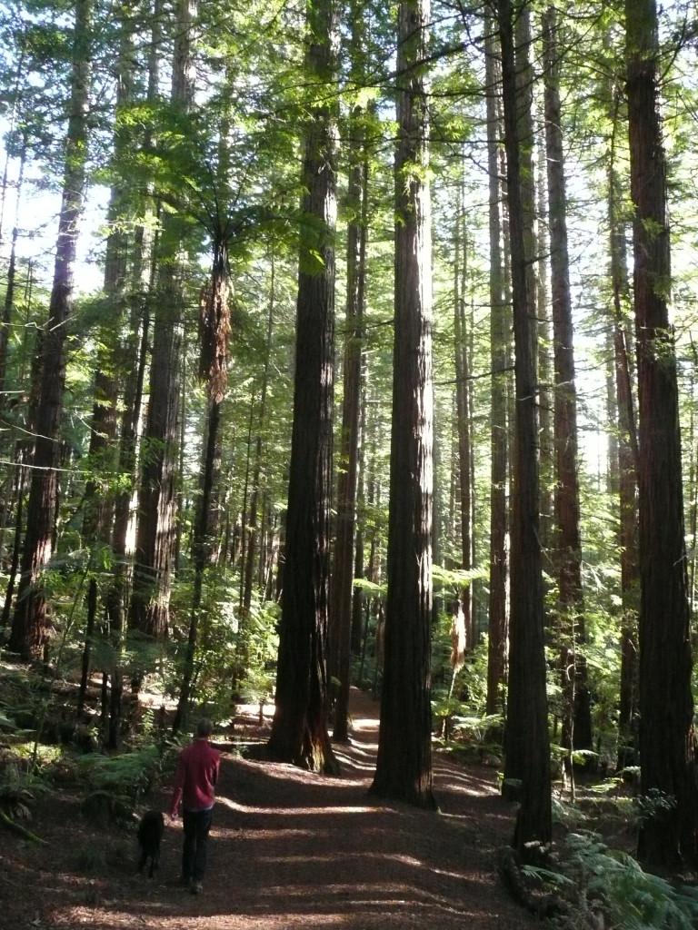 My favorite forest, the Redwoods in Rotorua