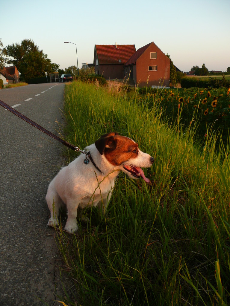 Taking Jip the Jack Russell for a walk.