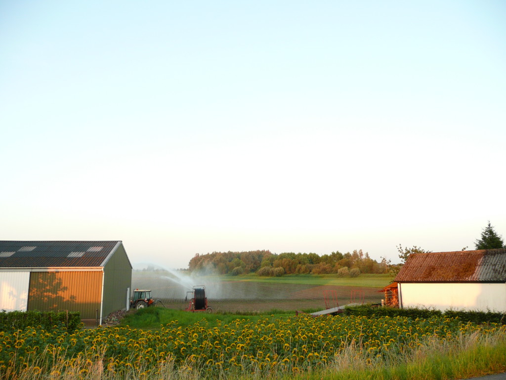 Countryside around Almkerk.