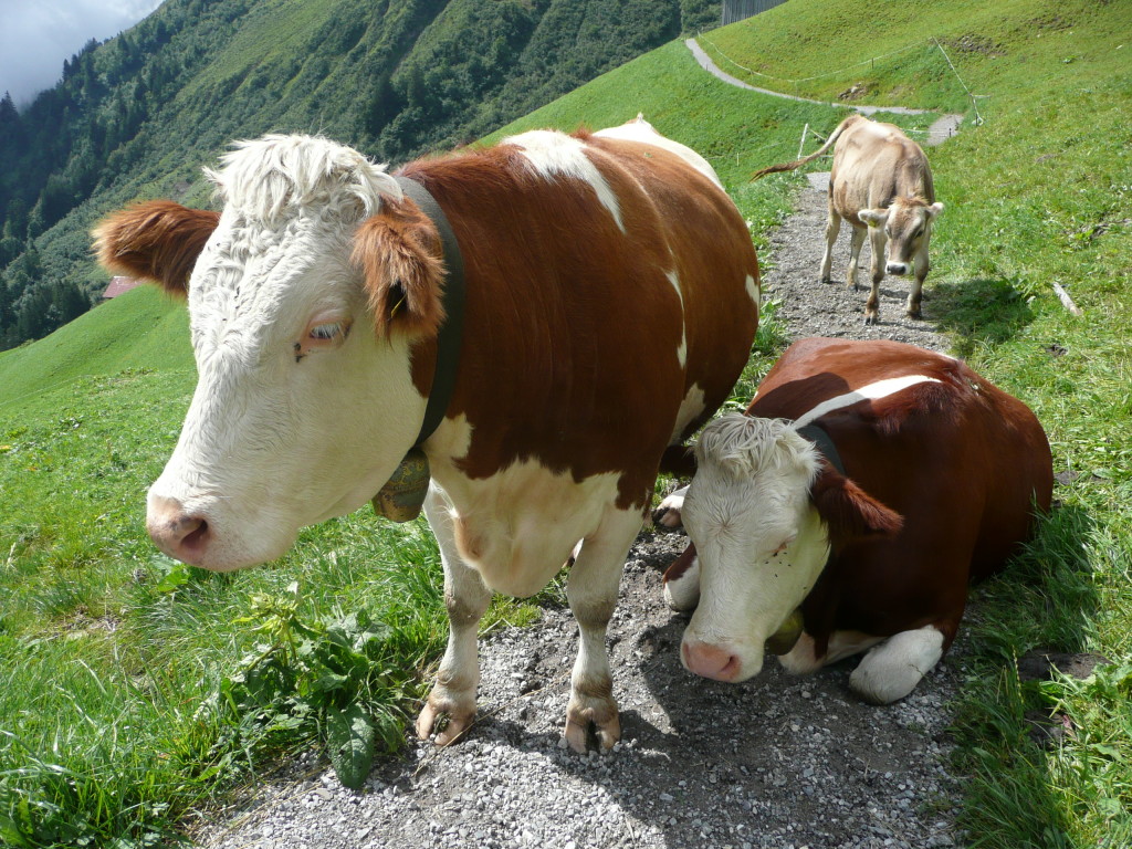 Hiking trail obstructed by some gentle but large beasts