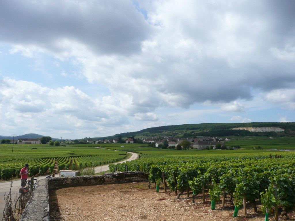Cycle trail from Meursault to Chagny.