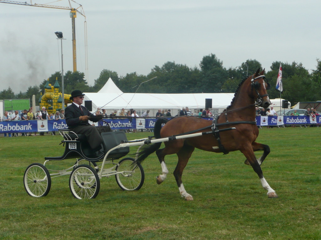 Dressage competition at Regional Days