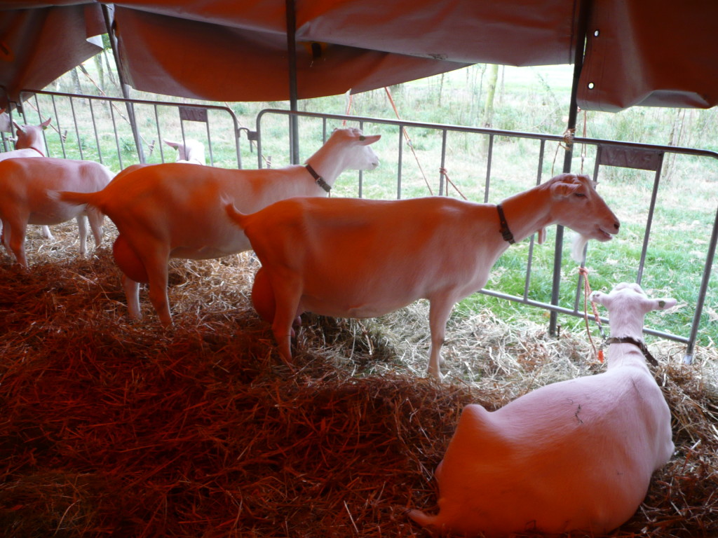 Highly productive milking goats