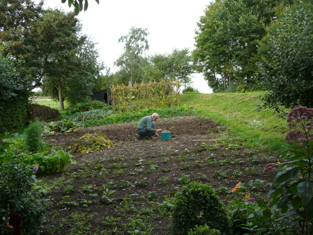 Father harvesting potatoes in veggie garden