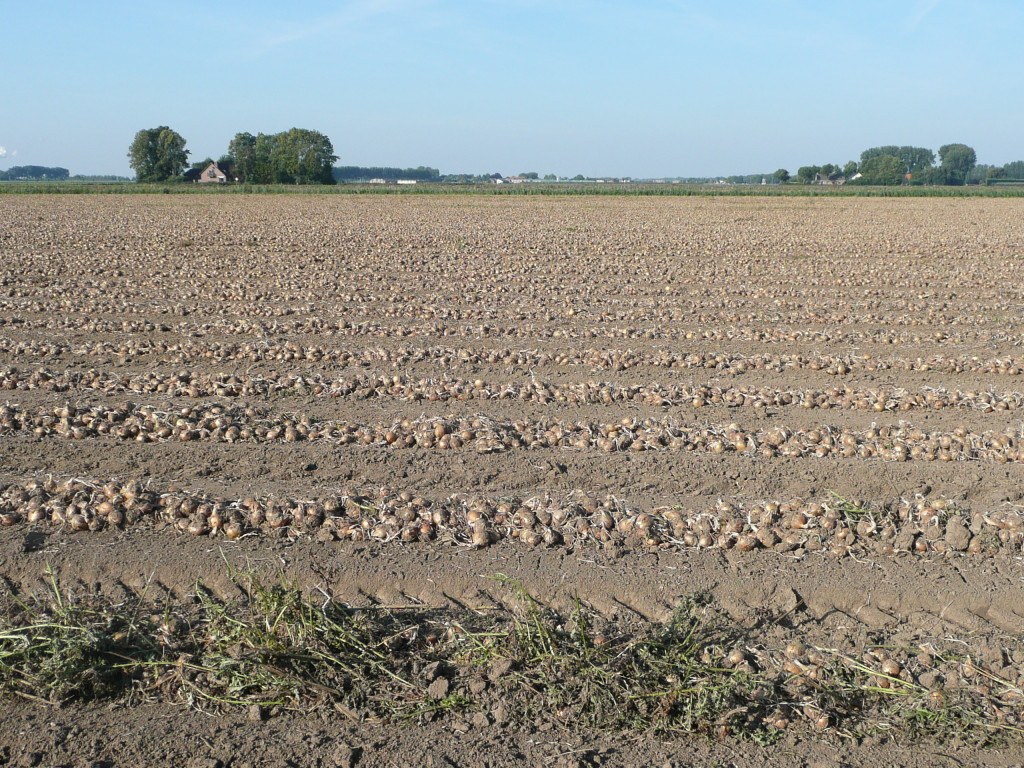 The onions behind my parents house are being harvested