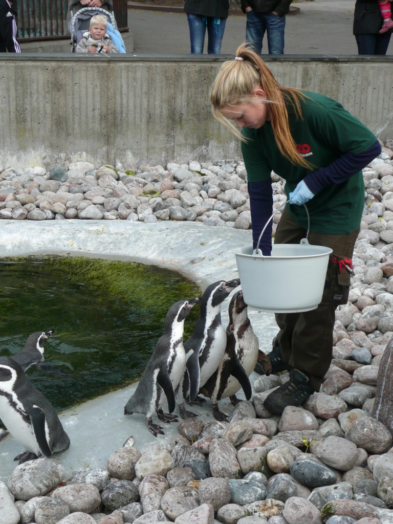 Feeding time at the zoo.  Here the penguins are getting stuck in!