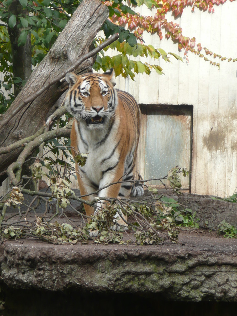 Beautiful tiger at the zoo.