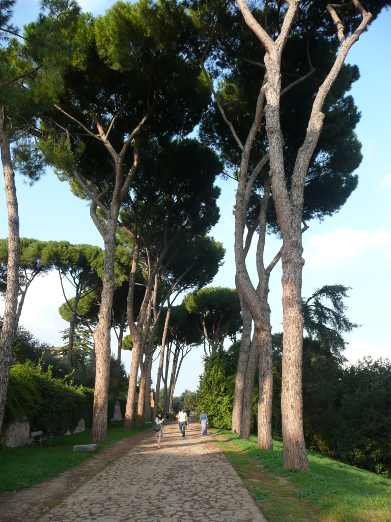 Cypress trees on Palatine Hill.