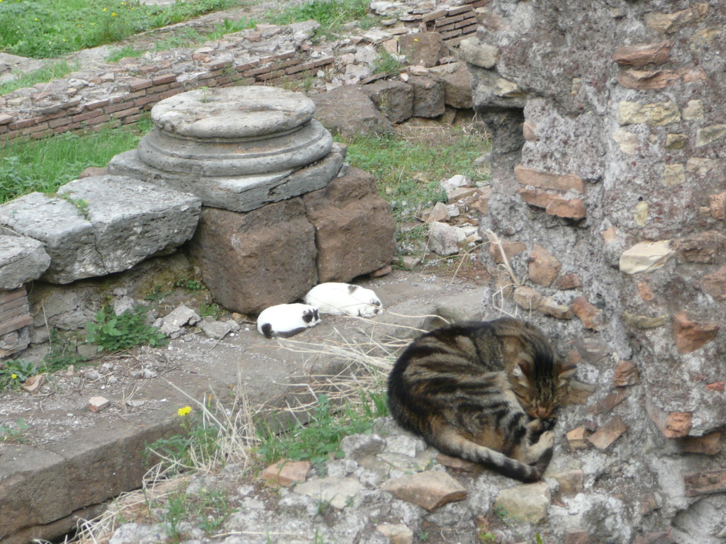Cats napping in the Cat Sanctuary.
