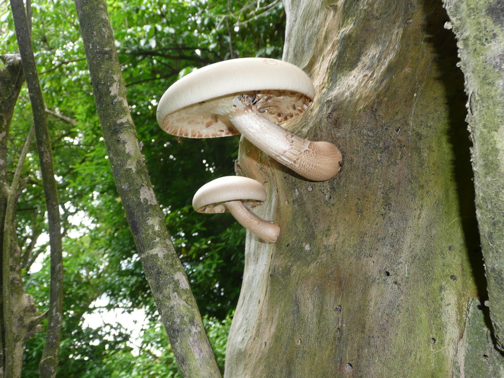 P1140155