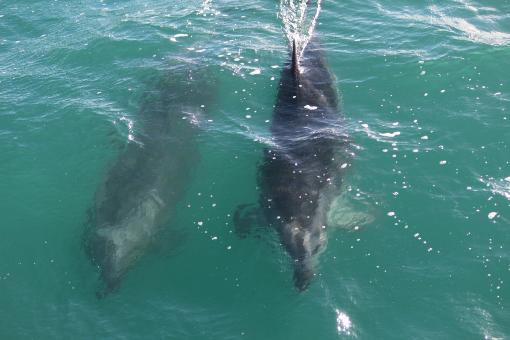 Dolphins!!